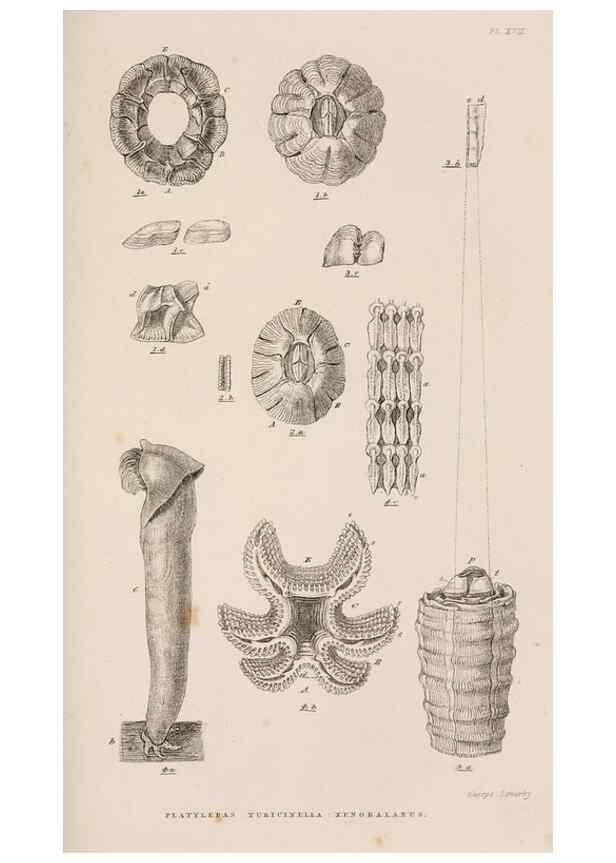 Reproducción/Reproduction 7509378434: A monograph on the sub-class Cirripedia,. London,Ray society,1851-54.
