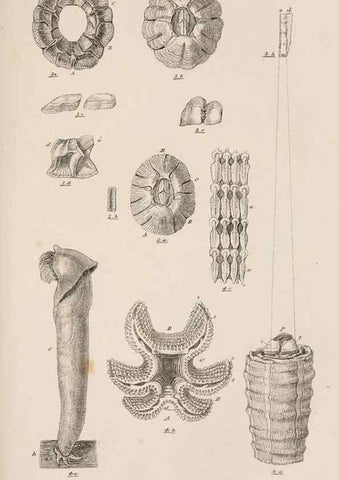 Reproducción/Reproduction 7509378434: A monograph on the sub-class Cirripedia,. London,Ray society,1851-54.