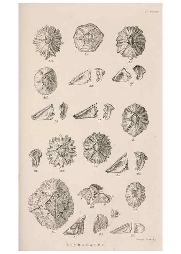 Reproducción/Reproduction 7509381050: A monograph on the sub-class Cirripedia,. London,Ray society,1851-54.