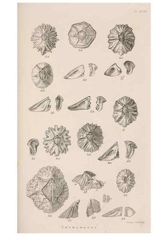 Reproducción/Reproduction 7509381050: A monograph on the sub-class Cirripedia,. London,Ray society,1851-54.