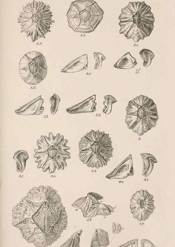 Reproducción/Reproduction 7509381050: A monograph on the sub-class Cirripedia,. London,Ray society,1851-54.