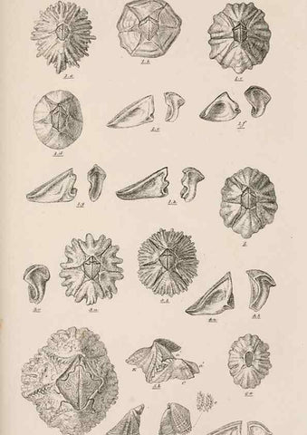 Reproducción/Reproduction 7509381050: A monograph on the sub-class Cirripedia,. London,Ray society,1851-54.