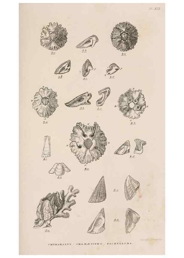 Reproducción/Reproduction 7509383012: A monograph on the sub-class Cirripedia,. London,Ray society,1851-54.