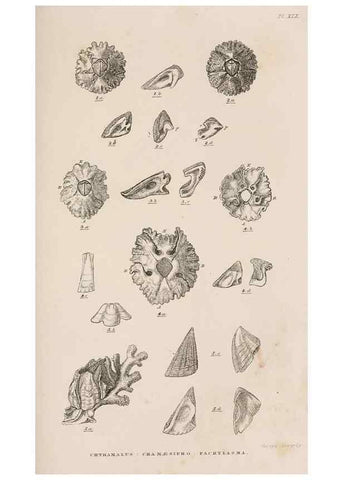 Reproducción/Reproduction 7509383012: A monograph on the sub-class Cirripedia,. London,Ray society,1851-54.