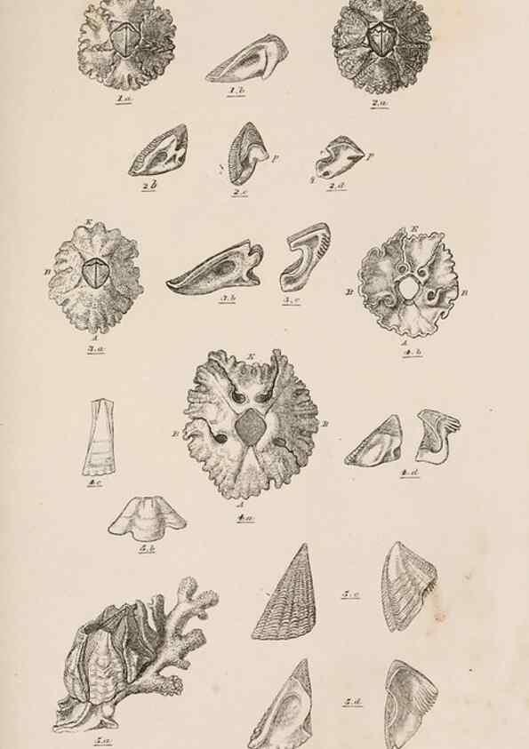 Reproducción/Reproduction 7509383012: A monograph on the sub-class Cirripedia,. London,Ray society,1851-54.