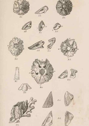 Reproducción/Reproduction 7509383012: A monograph on the sub-class Cirripedia,. London,Ray society,1851-54.