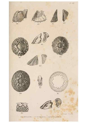 Reproducción/Reproduction 7509384994: A monograph on the sub-class Cirripedia,. London,Ray society,1851-54.