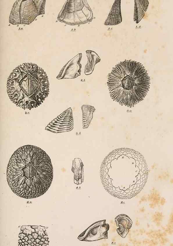 Reproducción/Reproduction 7509384994: A monograph on the sub-class Cirripedia,. London,Ray society,1851-54.