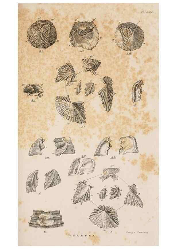 Reproducción/Reproduction 7509387128: A monograph on the sub-class Cirripedia,. London,Ray society,1851-54.