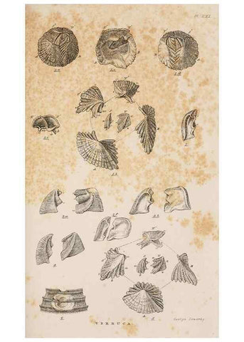 Reproducción/Reproduction 7509387128: A monograph on the sub-class Cirripedia,. London,Ray society,1851-54.