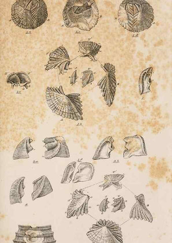 Reproducción/Reproduction 7509387128: A monograph on the sub-class Cirripedia,. London,Ray society,1851-54.