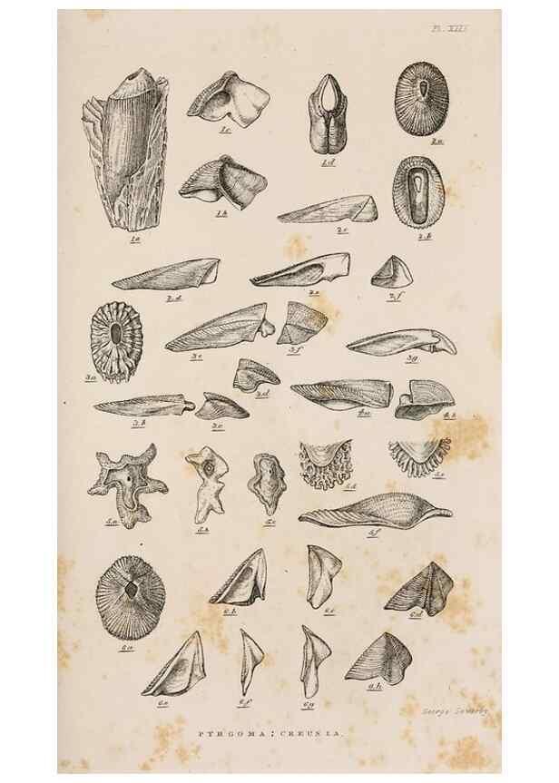 Reproducción/Reproduction 7509368752: A monograph on the sub-class Cirripedia,. London,Ray society,1851-54.