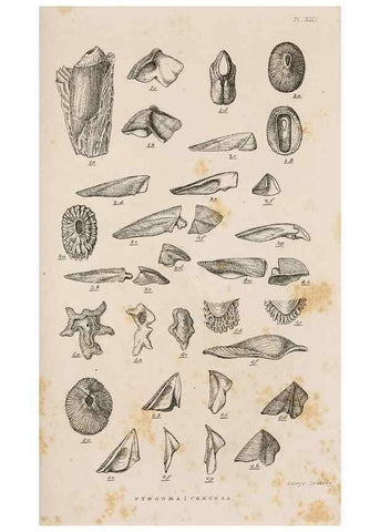 Reproducción/Reproduction 7509368752: A monograph on the sub-class Cirripedia,. London,Ray society,1851-54.