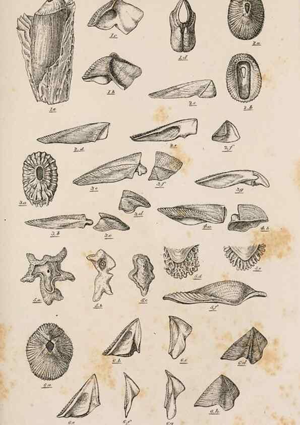 Reproducción/Reproduction 7509368752: A monograph on the sub-class Cirripedia,. London,Ray society,1851-54.