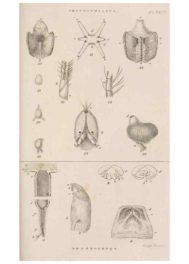 Reproducción/Reproduction 7509395334: A monograph on the sub-class Cirripedia,. London,Ray society,1851-54.
