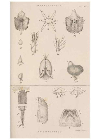 Reproducción/Reproduction 7509395334: A monograph on the sub-class Cirripedia,. London,Ray society,1851-54.