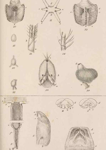 Reproducción/Reproduction 7509395334: A monograph on the sub-class Cirripedia,. London,Ray society,1851-54.