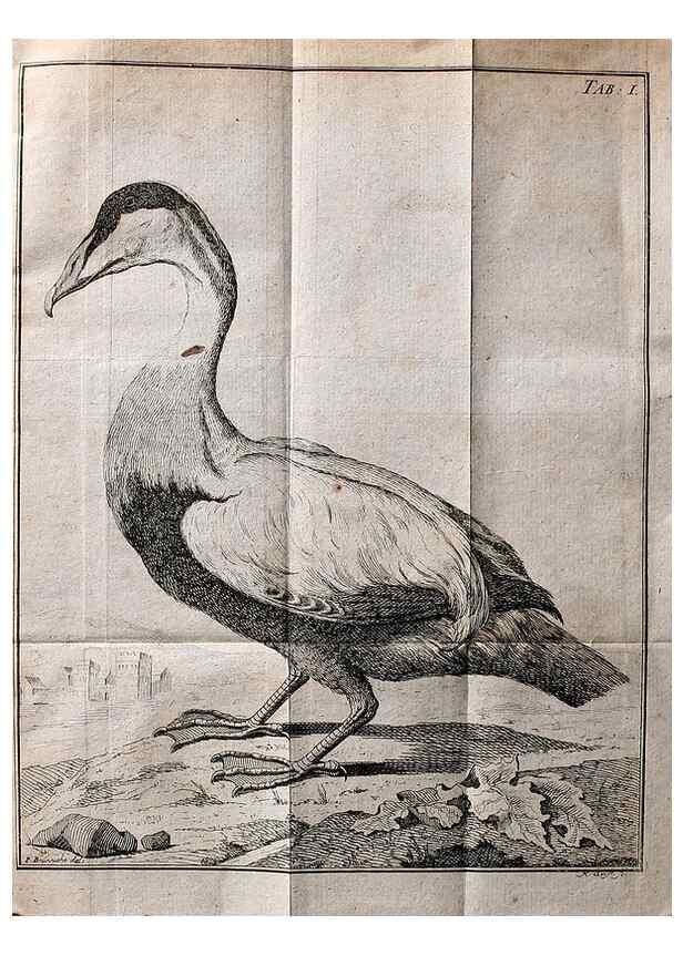Reproducción/Reproduction 7514397150: Die natuerliche Historie des Eider-Vogels /. Kopenhagen :Bey Johann Gottlob Rothen,1763.