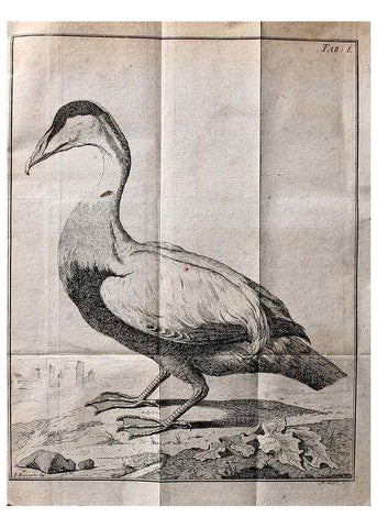 Reproducción/Reproduction 7514397150: Die natuerliche Historie des Eider-Vogels /. Kopenhagen :Bey Johann Gottlob Rothen,1763.