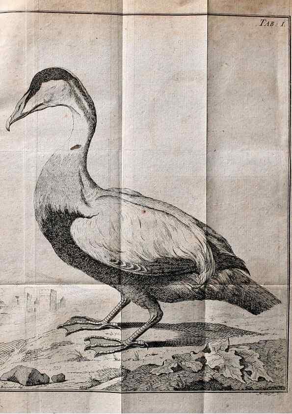 Reproducción/Reproduction 7514397150: Die natuerliche Historie des Eider-Vogels /. Kopenhagen :Bey Johann Gottlob Rothen,1763.