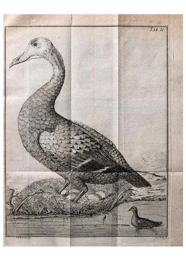 Reproducción/Reproduction 7514403022: Die natuerliche Historie des Eider-Vogels /. Kopenhagen :Bey Johann Gottlob Rothen,1763.