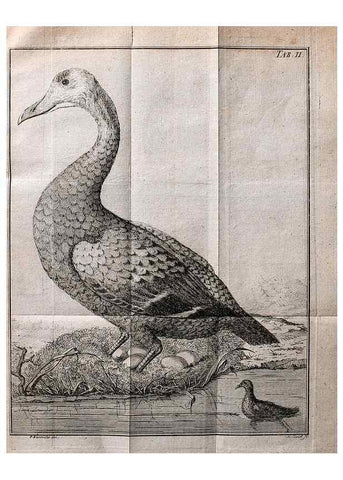 Reproducción/Reproduction 7514403022: Die natuerliche Historie des Eider-Vogels /. Kopenhagen :Bey Johann Gottlob Rothen,1763.