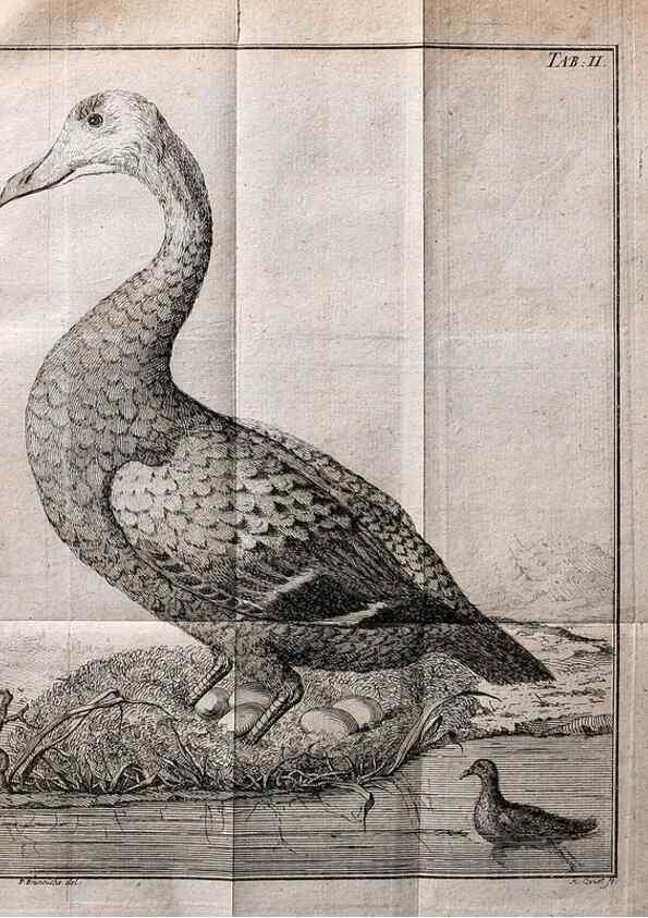 Reproducción/Reproduction 7514403022: Die natuerliche Historie des Eider-Vogels /. Kopenhagen :Bey Johann Gottlob Rothen,1763.