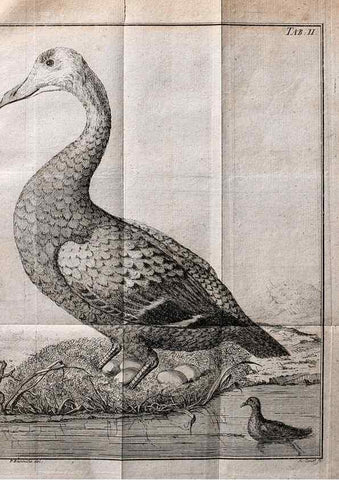 Reproducción/Reproduction 7514403022: Die natuerliche Historie des Eider-Vogels /. Kopenhagen :Bey Johann Gottlob Rothen,1763.