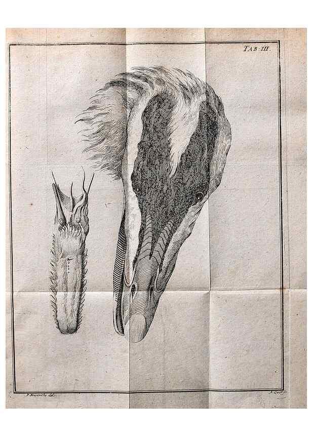 Reproducción/Reproduction 7514404186: Die natuerliche Historie des Eider-Vogels /. Kopenhagen :Bey Johann Gottlob Rothen,1763.