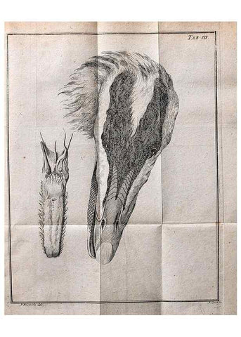 Reproducción/Reproduction 7514404186: Die natuerliche Historie des Eider-Vogels /. Kopenhagen :Bey Johann Gottlob Rothen,1763.
