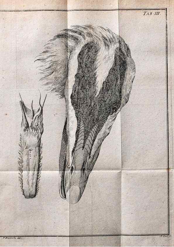 Reproducción/Reproduction 7514404186: Die natuerliche Historie des Eider-Vogels /. Kopenhagen :Bey Johann Gottlob Rothen,1763.