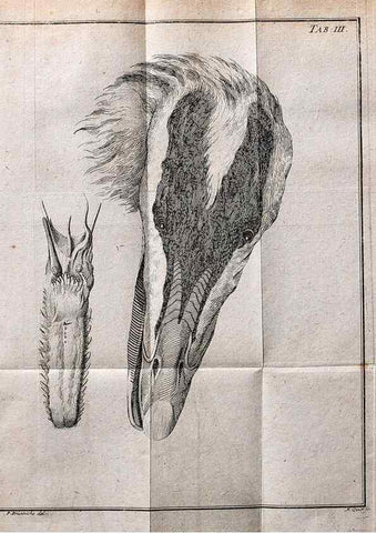 Reproducción/Reproduction 7514404186: Die natuerliche Historie des Eider-Vogels /. Kopenhagen :Bey Johann Gottlob Rothen,1763.