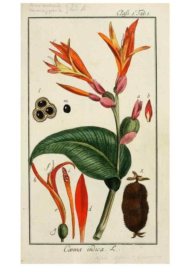 Reproducción/Reproduction 7535003328: Dreyhundert auserlesene amerikanische Gewächse nach linneischer Ordnung.. Nürnberg,Auf Kosten der Raspischen Buchh.,1785-88.