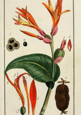 Reproducción/Reproduction 7535003328: Dreyhundert auserlesene amerikanische Gewächse nach linneischer Ordnung.. Nürnberg,Auf Kosten der Raspischen Buchh.,1785-88.
