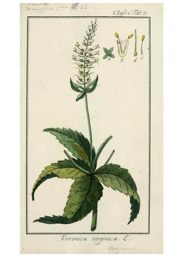 Reproducción/Reproduction 7535005826: Dreyhundert auserlesene amerikanische Gewächse nach linneischer Ordnung.. Nürnberg,Auf Kosten der Raspischen Buchh.,1785-88.