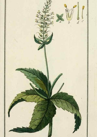 Reproducción/Reproduction 7535005826: Dreyhundert auserlesene amerikanische Gewächse nach linneischer Ordnung.. Nürnberg,Auf Kosten der Raspischen Buchh.,1785-88.