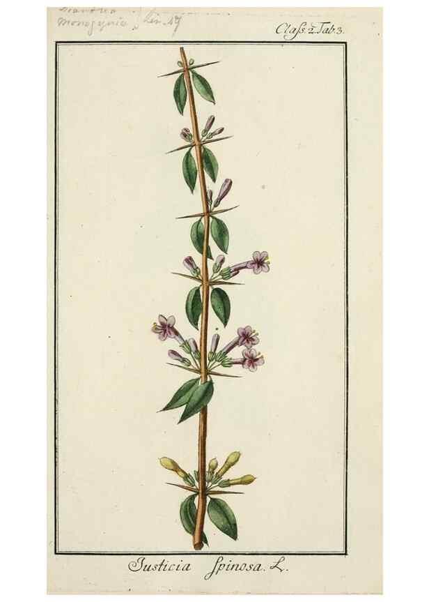 Reproducción/Reproduction 7535007534: Dreyhundert auserlesene amerikanische Gewächse nach linneischer Ordnung.. Nürnberg,Auf Kosten der Raspischen Buchh.,1785-88.