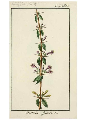 Reproducción/Reproduction 7535007534: Dreyhundert auserlesene amerikanische Gewächse nach linneischer Ordnung.. Nürnberg,Auf Kosten der Raspischen Buchh.,1785-88.
