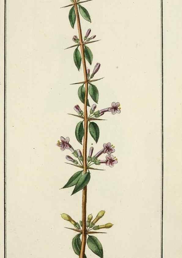 Reproducción/Reproduction 7535007534: Dreyhundert auserlesene amerikanische Gewächse nach linneischer Ordnung.. Nürnberg,Auf Kosten der Raspischen Buchh.,1785-88.