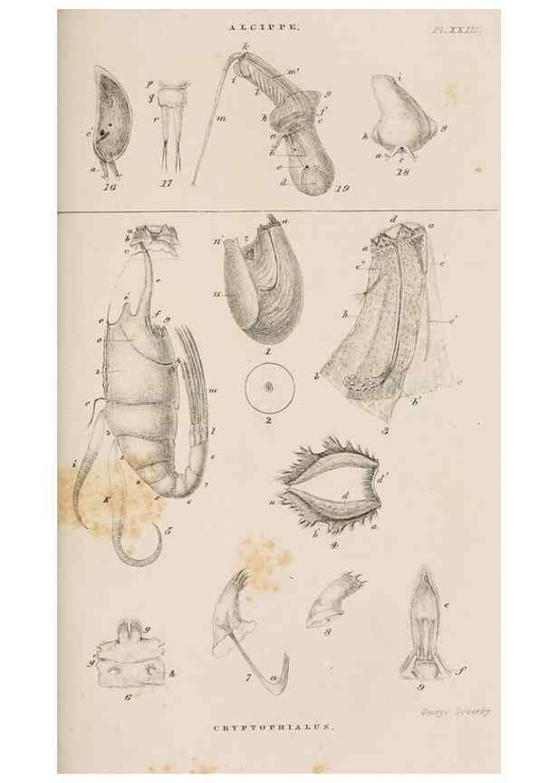 Reproducción/Reproduction 7509392504: A monograph on the sub-class Cirripedia,. London,Ray society,1851-54.