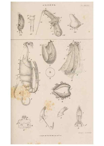 Reproducción/Reproduction 7509392504: A monograph on the sub-class Cirripedia,. London,Ray society,1851-54.