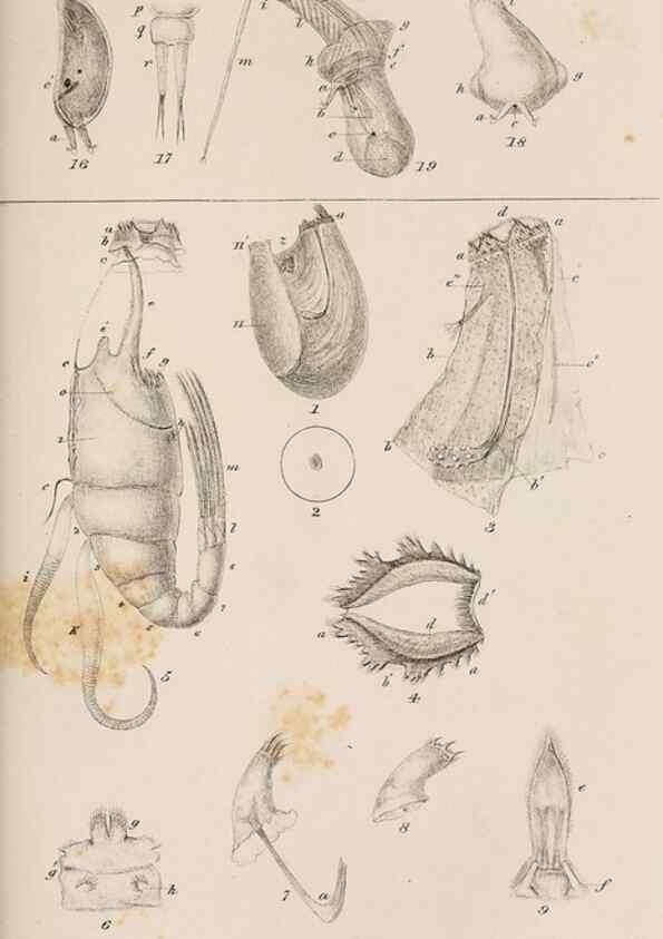 Reproducción/Reproduction 7509392504: A monograph on the sub-class Cirripedia,. London,Ray society,1851-54.