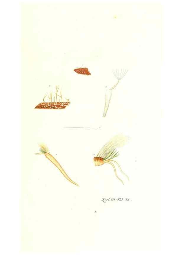 Reproducción/Reproduction 7495584888: Zoologia danica, sev Animalivm Daniae et Norvegiae rariorvm ac minvs notorvm descriptiones et historia .... Havniae :typis N. Mölleri aulae regiae typographi et filii,1788-1806.