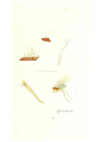 Reproducción/Reproduction 7495584888: Zoologia danica, sev Animalivm Daniae et Norvegiae rariorvm ac minvs notorvm descriptiones et historia .... Havniae :typis N. Mölleri aulae regiae typographi et filii,1788-1806.