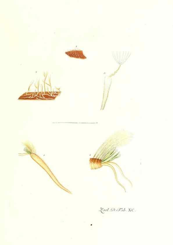 Reproducción/Reproduction 7495584888: Zoologia danica, sev Animalivm Daniae et Norvegiae rariorvm ac minvs notorvm descriptiones et historia .... Havniae :typis N. Mölleri aulae regiae typographi et filii,1788-1806.