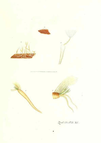 Reproducción/Reproduction 7495584888: Zoologia danica, sev Animalivm Daniae et Norvegiae rariorvm ac minvs notorvm descriptiones et historia .... Havniae :typis N. Mölleri aulae regiae typographi et filii,1788-1806.