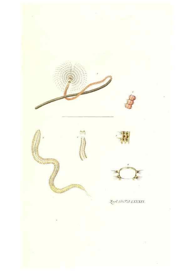Reproducción/Reproduction 7495583468: Zoologia danica, sev Animalivm Daniae et Norvegiae rariorvm ac minvs notorvm descriptiones et historia .... Havniae :typis N. Mölleri aulae regiae typographi et filii,1788-1806.