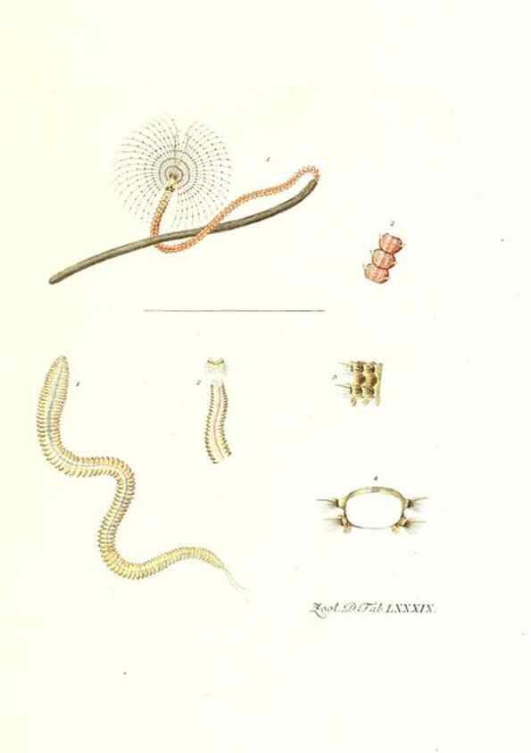 Reproducción/Reproduction 7495583468: Zoologia danica, sev Animalivm Daniae et Norvegiae rariorvm ac minvs notorvm descriptiones et historia .... Havniae :typis N. Mölleri aulae regiae typographi et filii,1788-1806.