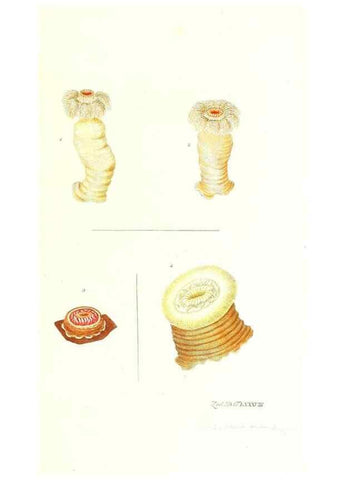 Reproducción/Reproduction 7495581964: Zoologia danica, sev Animalivm Daniae et Norvegiae rariorvm ac minvs notorvm descriptiones et historia .... Havniae :typis N. Mölleri aulae regiae typographi et filii,1788-1806.