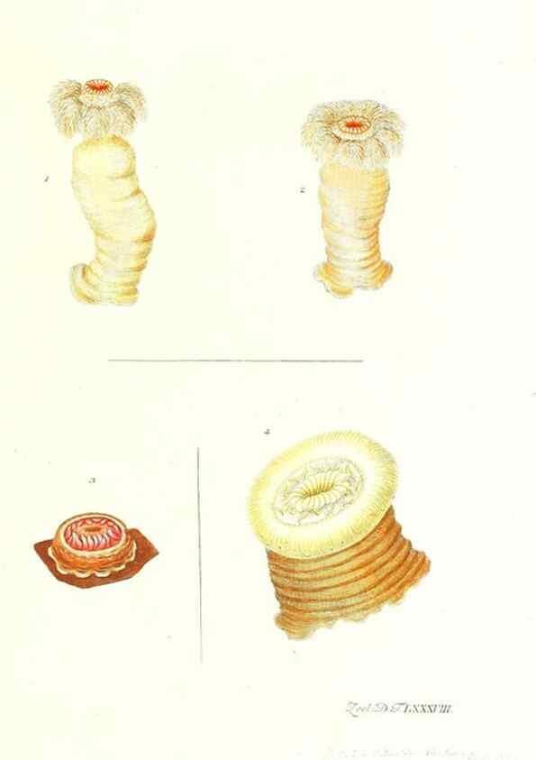 Reproducción/Reproduction 7495581964: Zoologia danica, sev Animalivm Daniae et Norvegiae rariorvm ac minvs notorvm descriptiones et historia .... Havniae :typis N. Mölleri aulae regiae typographi et filii,1788-1806.